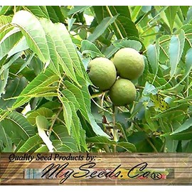 25 Seeds x Black Walnut Tree Nut Seeds, Juglans nigra - Northern - Hardy to Zone 5 - by MySeeds.Co (25 Seeds)