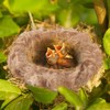 CREATCABIN 80g Bird Nesting Material Mixing Canary Nesting Material Jute