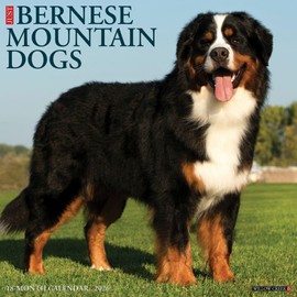 Bernese Mountain Dogs 2026 12" x 12" Wall Calendar