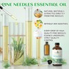 EVOKE OCCU Pine Essential Oil for Home Diffuser Fragrance DIY