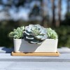 Selections White Succulent Trough Pot, Outdoor, Small