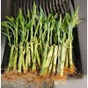 Lucky Bamboo Plants 100 LUCKY BAMBOO PLANTS 4" Free 5