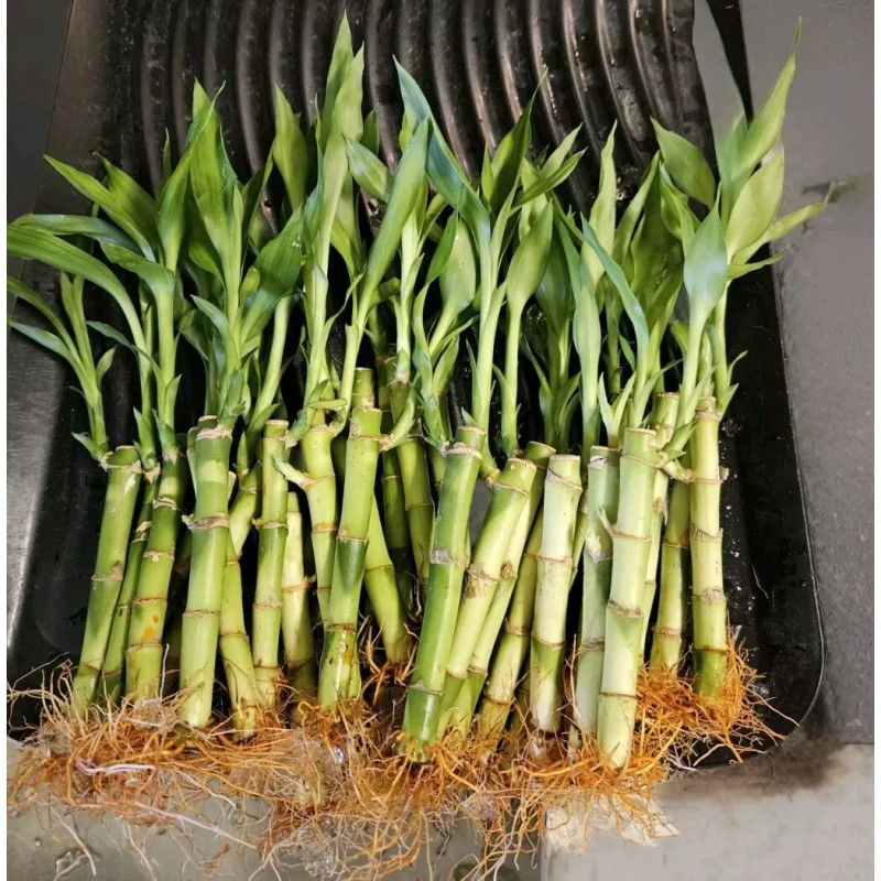 Lucky Bamboo Plants 100 LUCKY BAMBOO PLANTS 4" Free 5