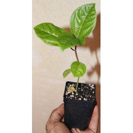 Manasota Permaculture 9" Tall Panama Red Passion Fruit (Passiflora Edulis F. Flavicarpa) Organic Rare