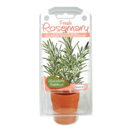 Dunecraft Rosemary Capsule Terrarium Science Kit