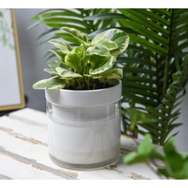 Phoenix Vine 6 Inch Self Watering Planter, White Terracotta Clay Pot with Glass Reservoir for Indoor Plants, Herbs, Flowers, Set of 1, 52-B-F-1