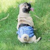 Wegreeco Jeans Washable Male Dog Diapers (Pack of 3) -