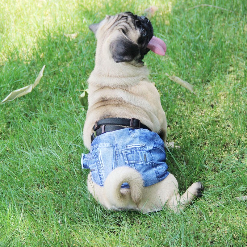 Wegreeco Jeans Washable Male Dog Diapers (Pack of 3) -