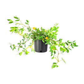 EcoTurf Perennial Peanut Grass | 2 Large Gallon Size Plants | Arachis Glabrata | Live Ground Cover for Sustainable Landscaping, Drought-Tolerant