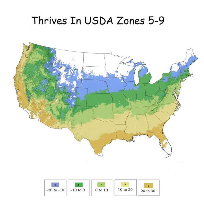 Proven Winners 2 Gal. Blue Chiffon Rose of Sharon (Hibiscus)