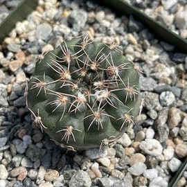 Gymnocalycyum Ruta
