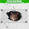 LATERN 6m x 200mm Rodent Wire Mesh, 304 Stainless Steel