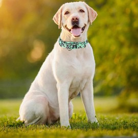 Pimaodog Heavy Duty Nylon Dog Collar, Adjustable Martingale Dog Collar for Walking Training Boy and Girl Dogs Medium Large Dogs (NO4, L:45-53CM)