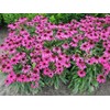 500 Echinacea Purpurea Purple Coneflower Flower Seeds Herb, Premium Non-GMO,