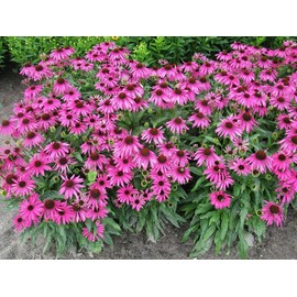 500 Echinacea Purpurea Purple Coneflower Flower Seeds Herb, Premium Non-GMO, Open Pollinated, US Grown Seed, Always Fresh!