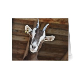 the lazy panda card company 12 Blank Inside Greeting Cards with Beautiful Photos on the Front - with Envelopes (Farm Animals)