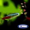 Lomas Hojuelas para Peces Tropicales Inmmune Advantange con 40 Gramos