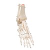 3B Scientific A31 Foot and Ankle Skeleton Model + free