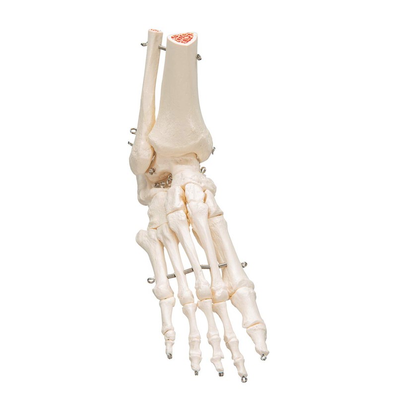3B Scientific A31 Foot and Ankle Skeleton Model + free
