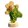 20" Dancing Bear Sphagnum Moss Topiary Form