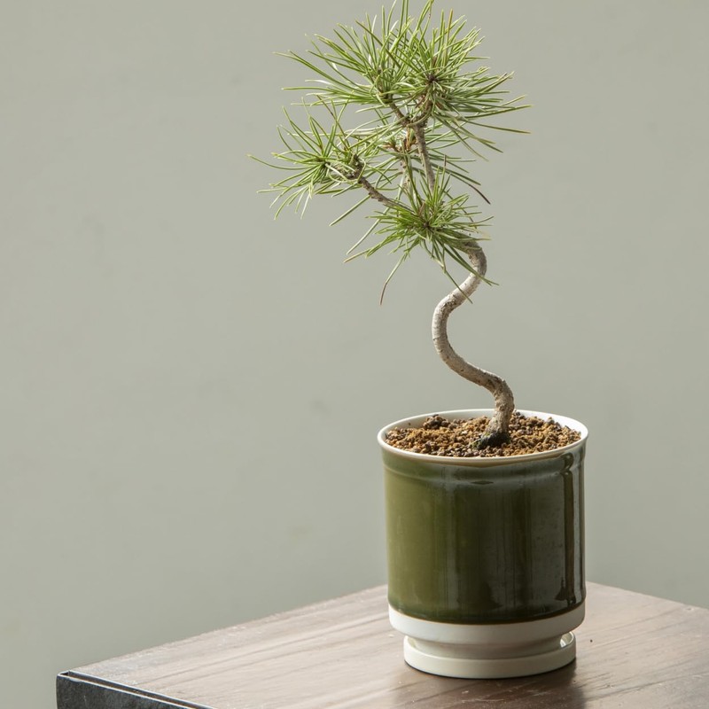 Leaf88 Made in Japan Flowerpot with Saucer, 4.1 x 4.5