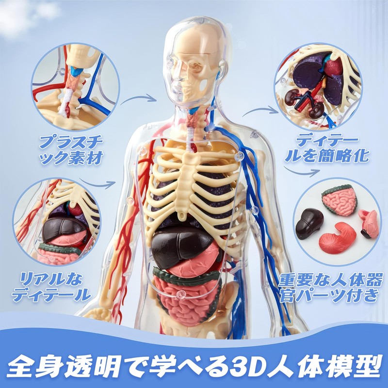 Human Body Model Toy, Full Body Transparent, Human Blood Vessel