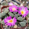 Fairy Elephant's Feet - Frithia Pulchra Cacti Cactus Succulent Real