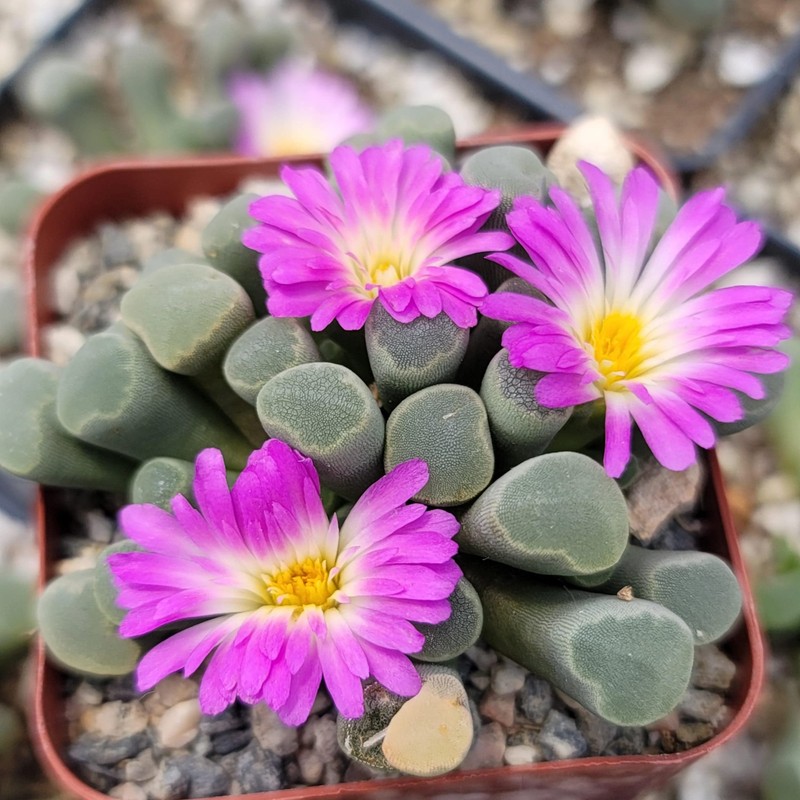 Fairy Elephant's Feet - Frithia Pulchra Cacti Cactus Succulent Real