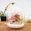 WGV Hanging Glass Plant Terrarium Bulk, Width 5", Height 6",