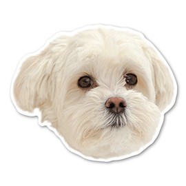 Magnet America Maltipoo Dog Magnet is 4" x 4.9" Made for Vehicles and Refrigerators