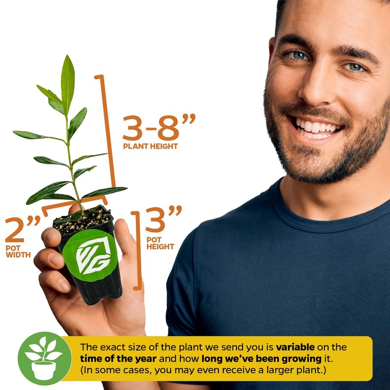 Leccino Olive Tree - Olea europaea by Wellspring Gardens -