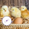 100 Pcs Adjustable Chicken Leg Bands, Newly Hatched Chick Spraddle