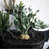 200PCS/BAG Green Succulents for DIY Bonsai and Potted Flowers -