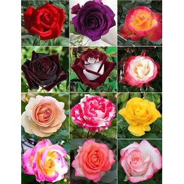 100PCS Dark Rose Mixed Color Rose Seeds Rare Garden Flower Seeds Heirloom