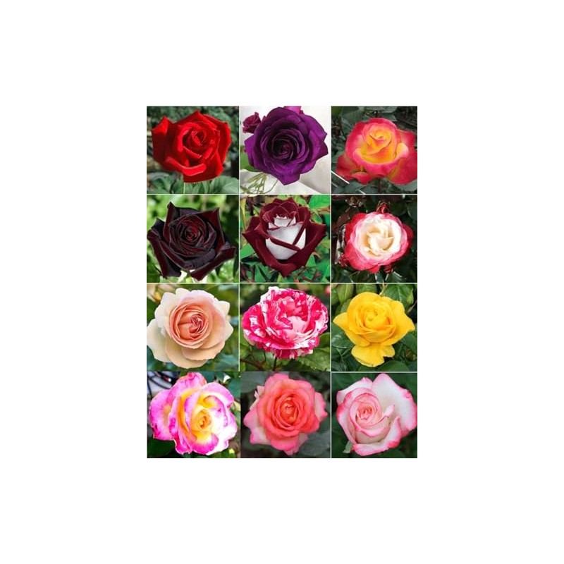 100PCS Dark Rose Mixed Color Rose Seeds Rare Garden Flower