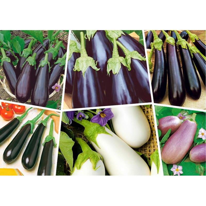 RAISE ME UP: Seeds Eggplant Long Mix Non GMO Heirloom