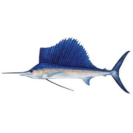 Fish Stix Sailfish Decal