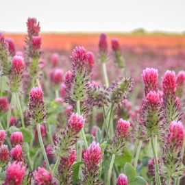 Organic Crimson Clover Seeds - 5 lb Bulk ~232,000 Seeds - Legume Clover Seeds for Cover Crops, Wildlife Forage, Pasture, Hay, Pollinator Attractant, Green Manure, & More - Clover Seeds for Planting