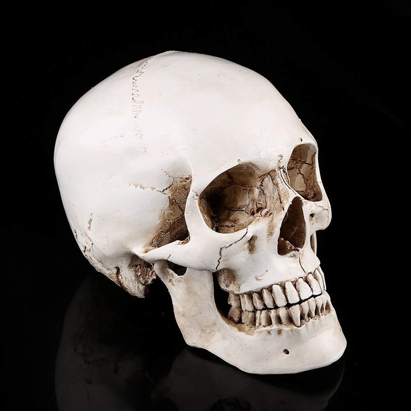 1Pc Life Size Human Skull Skull Resin White Model Replica