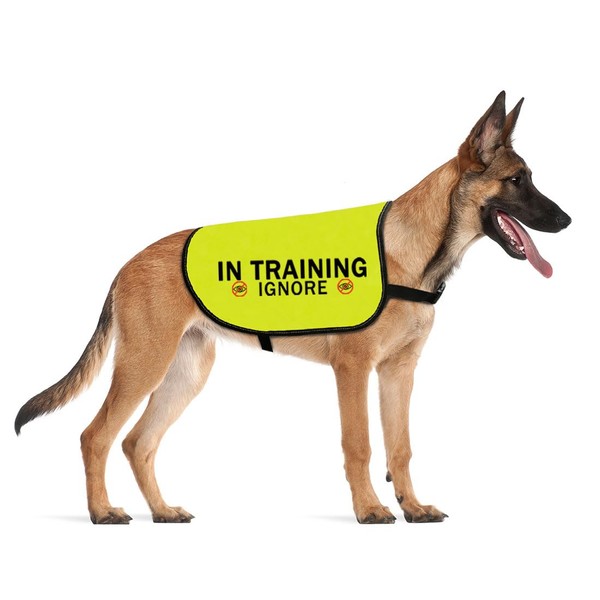 CENWA in Training Ignore Dog Jacket Vest Dog in Training