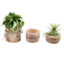 Nwsrayu Wooden Air Plant Holder Pack of 3 Wooden Air Plants Holders Air Plants Terrarium Tillandsia Streptophylla Xerographica Holders Succulent Pot Tea Light Holder