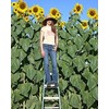 Skyscraper Sunflower Seeds for Planting 40 Seeds Huge 15-20 feet
