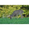 Wildlife Food Plot Blend & Forage Seed Mix by Eretz