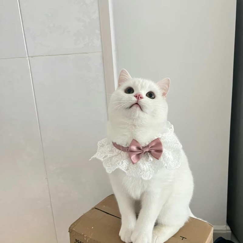 Hjvvr Cat Collar,Pink Cat Bib with Bow,Adjustable Lace Bib Scarf