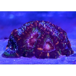 Live Saltwater Coral, Live Aquaculture LPS Coral Decor for Aquarium, Live Aquacultured Reef Specimen - Purple Lord Acan LPS Coral (Medium Colony)