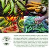 Anaheim Chili Pepper Seeds for Planting (Capsicum annuum) – 100+