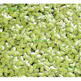 Duckweed (Lemna Minor) - 100/200/500 Live Plants (200) by Aqua Habit