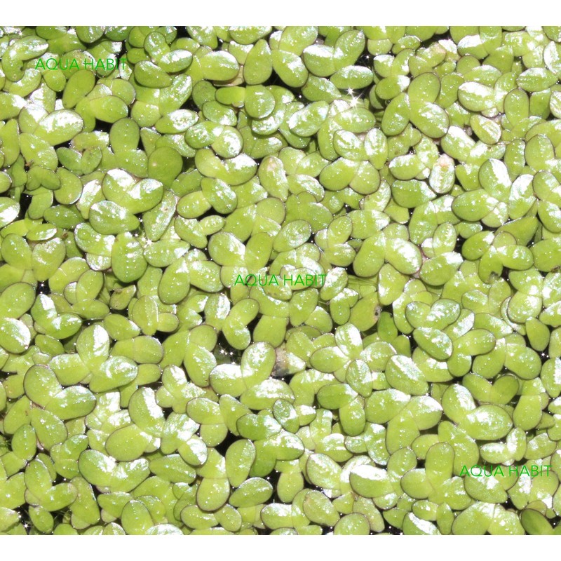 Duckweed (Lemna Minor) - 100/200/500 Live Plants (200) by Aqua