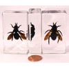 2.3" Real Carpenter Bamboo Bee in Crystal Clear Lucite Resin