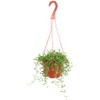 Shop Succulents String of Bananas Hanging Succulent, Fully Rooted Live
